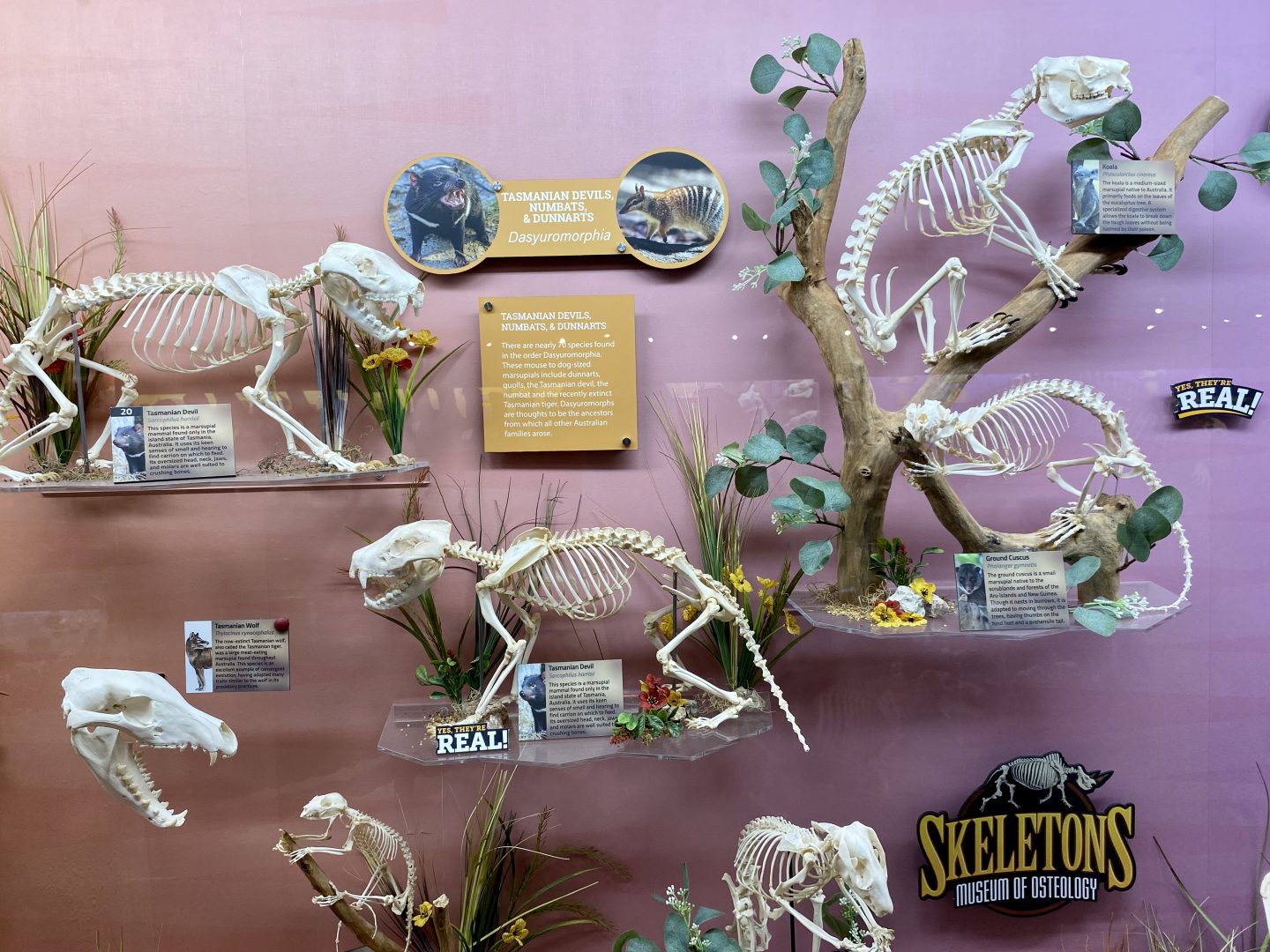 Marsupial-Exhibit.jpg