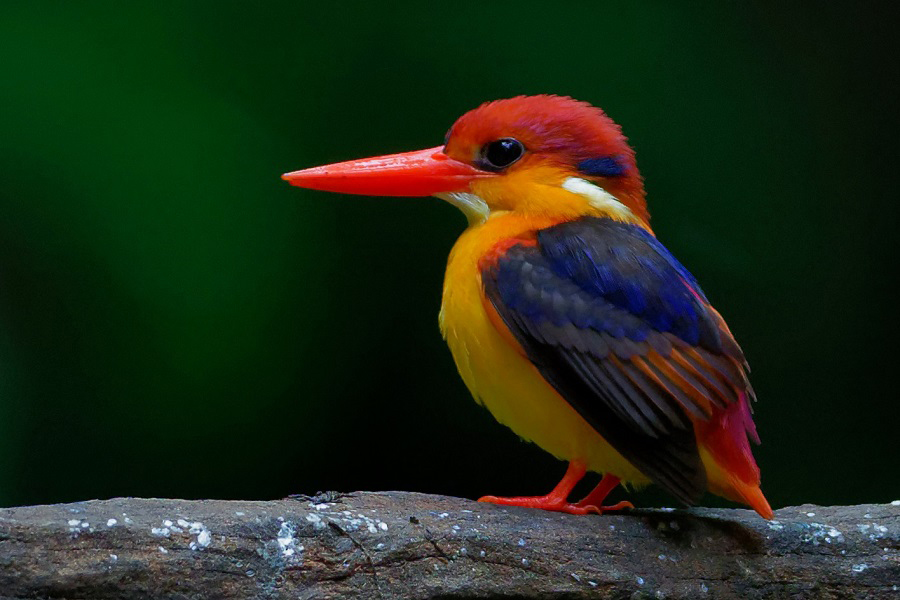 Martin-pescador-oriental-2.jpg