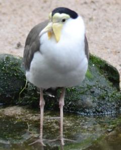 Masked Lapwing.jpg