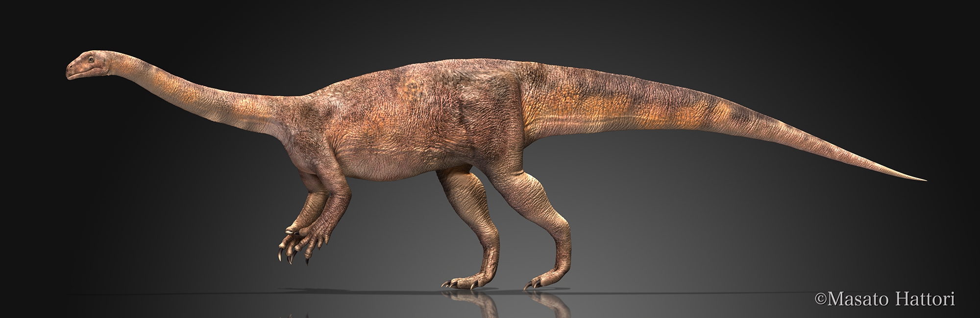 Massospondylus.jpg