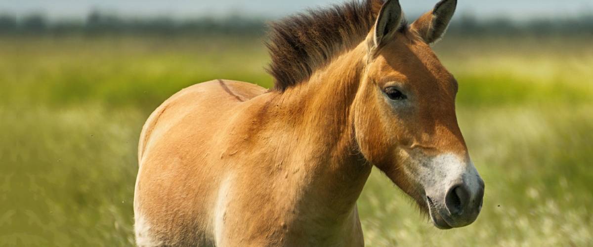 MBS_Phorse_blog_040120.jpg