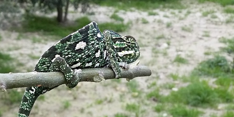 Mediterranean_Chameleon_in_Malta.jpg