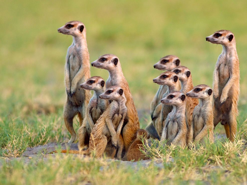 meerkat.jpg