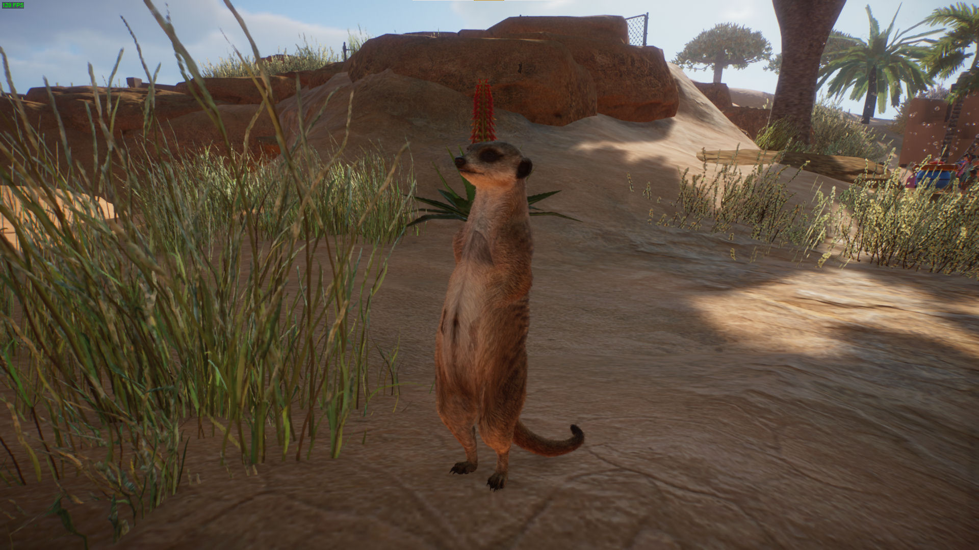 meerkat.jpg