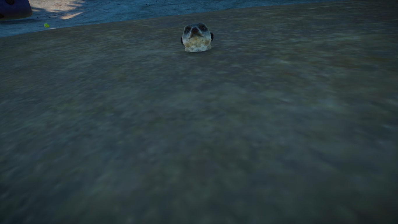 meerkat.jpg