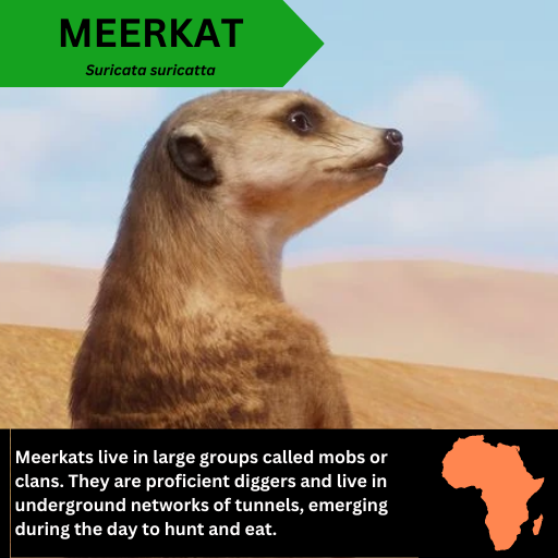 MEERKAT Suricata suricatta.png