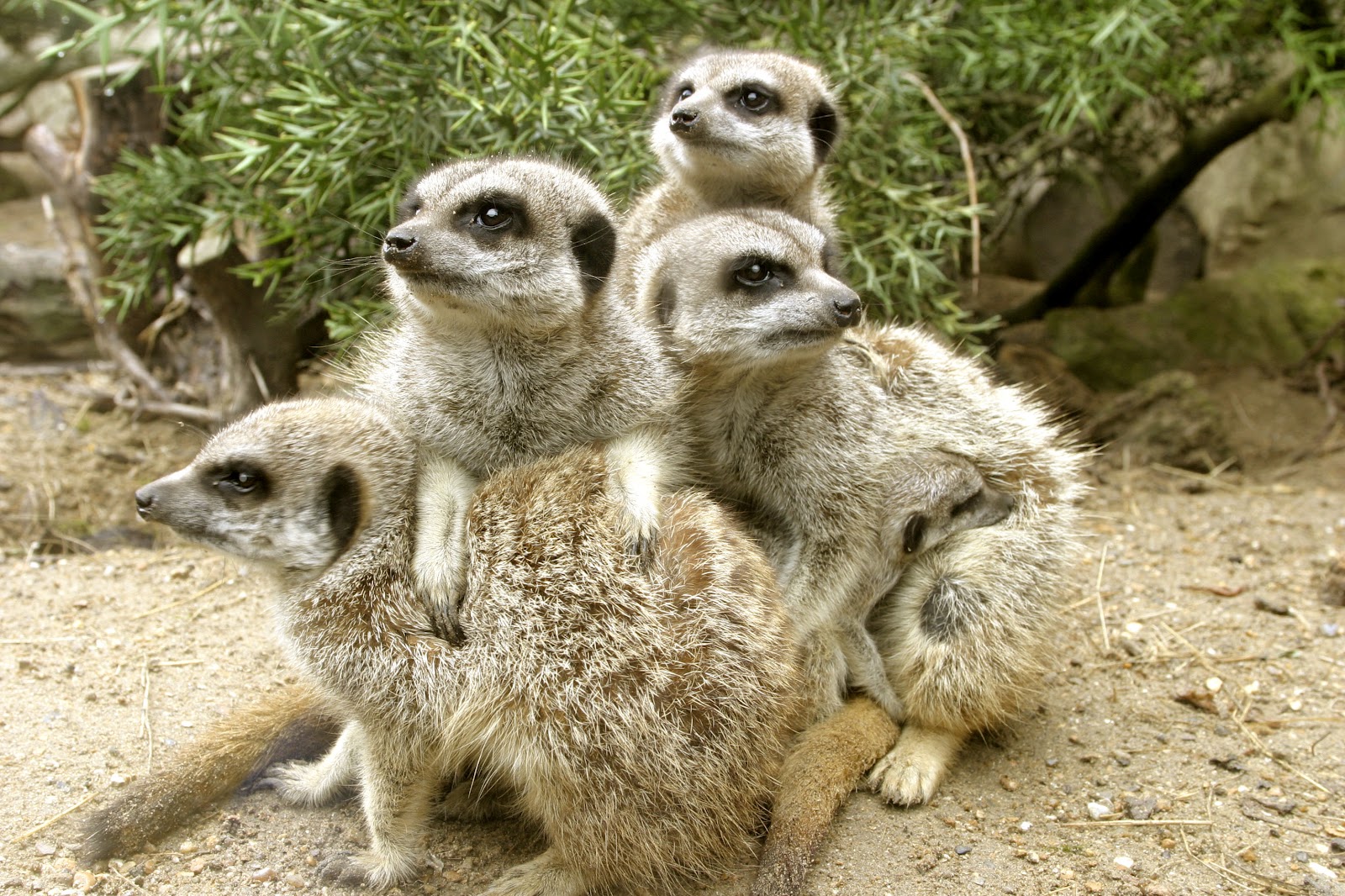 Meerkat5.JPG