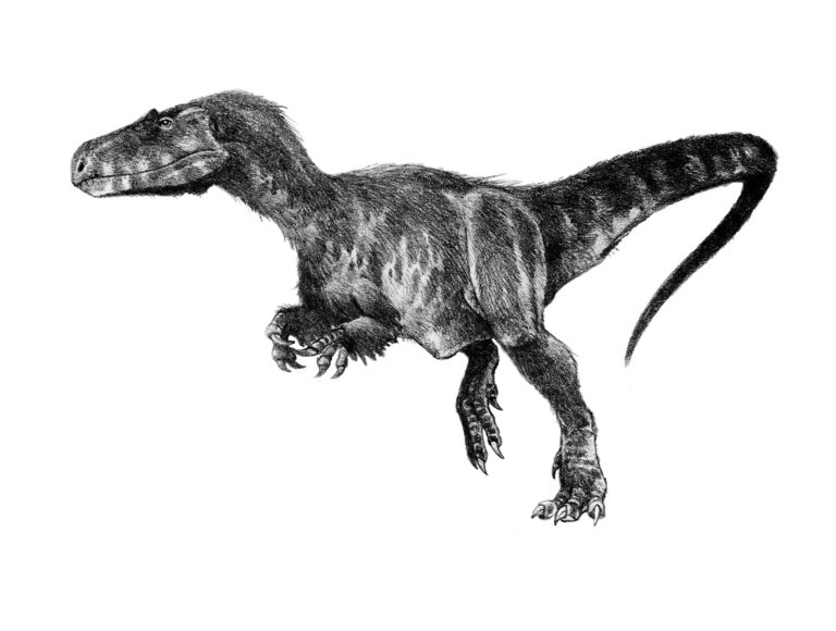 It was the first Dino to be named and we already have the second Dino... 