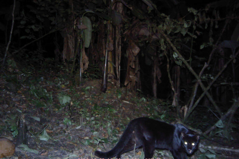 Melanistic-form-of-the-Asiatic-golden-cat-c-ZSL-768x512.jpg