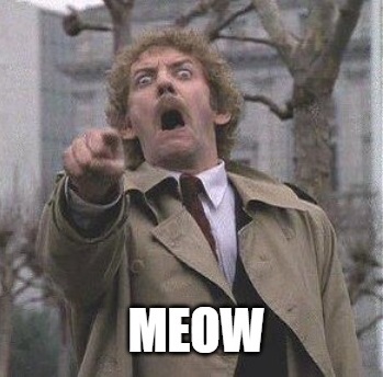 Meow.jpg