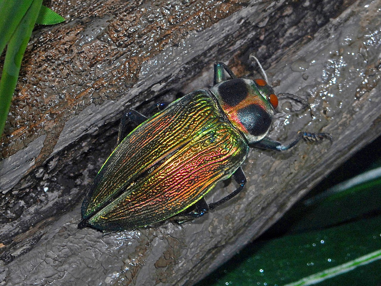 Metallic Wood Boring Beetle.jpg