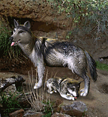 Mexican_Gray_Wolf.png