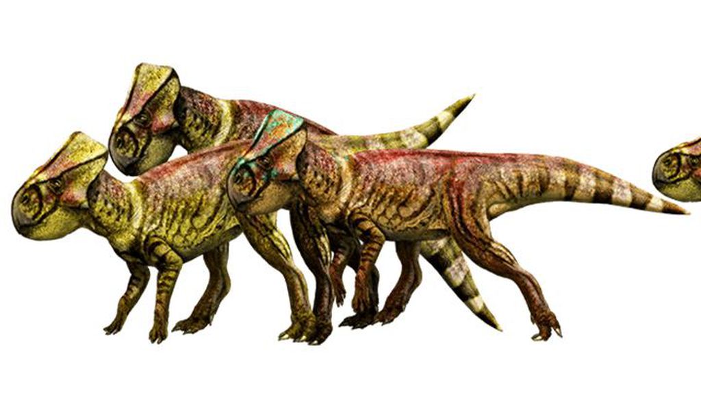 microceratus.jpg