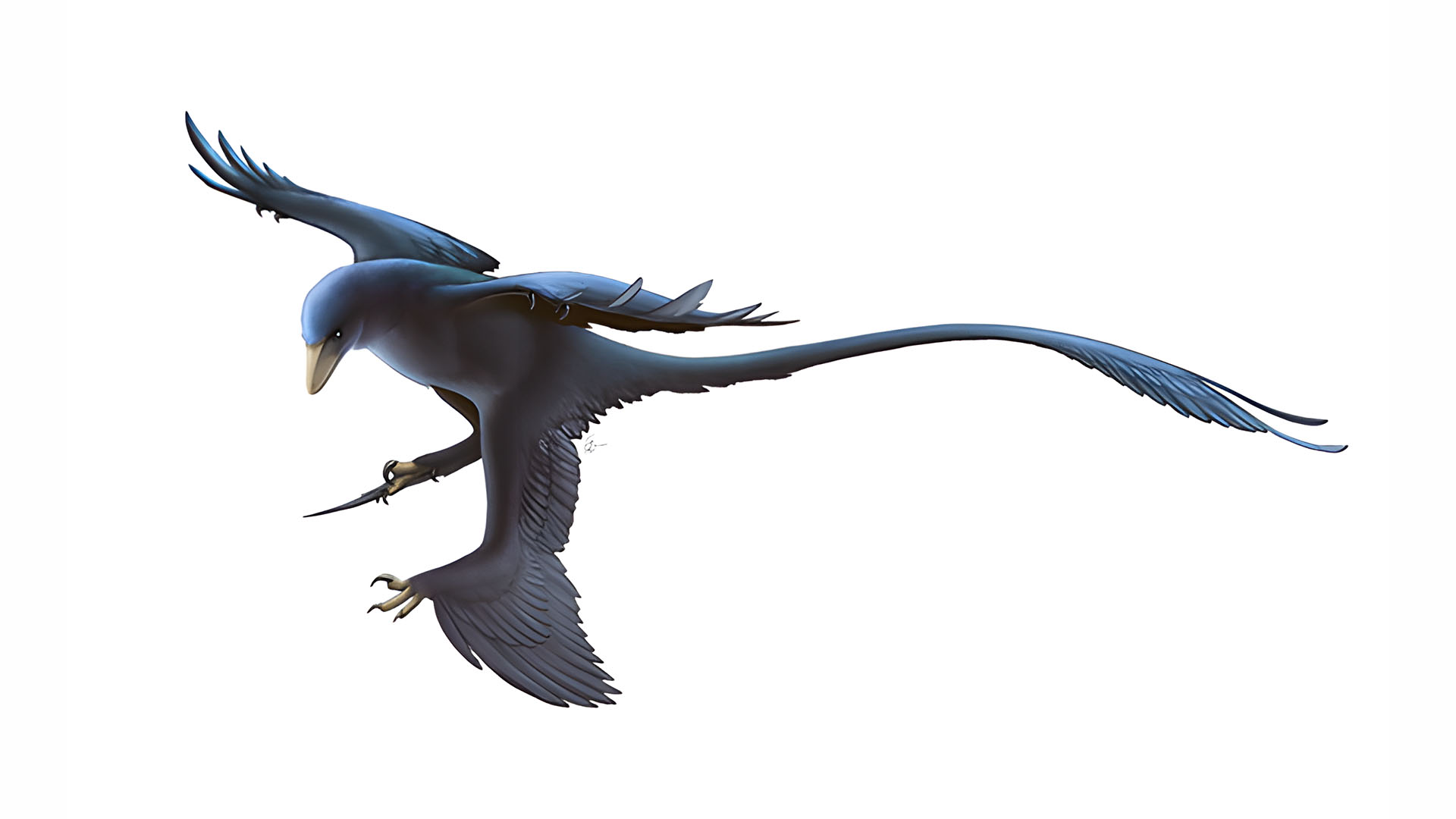 microraptor-zhaonianus.jpg