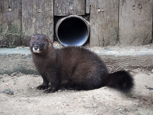 mink.jpg
