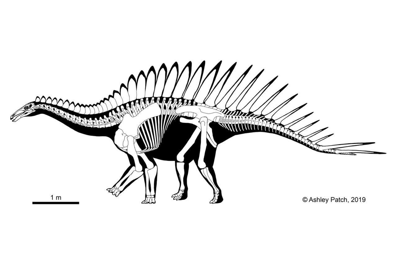 miragaia_longicollum_skeletal_by_plastospleen_ddl8fox-fullview.jpg