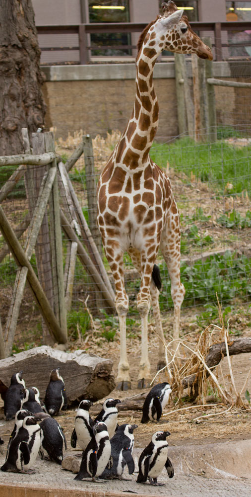 Mixed_Species_Exhibit_(5728620725).jpg