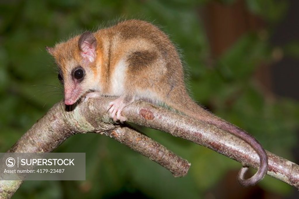 monito del monte, chile.jpg