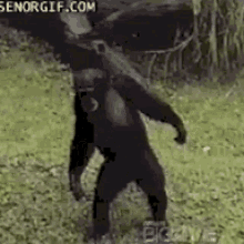 monkey-chimp.gif