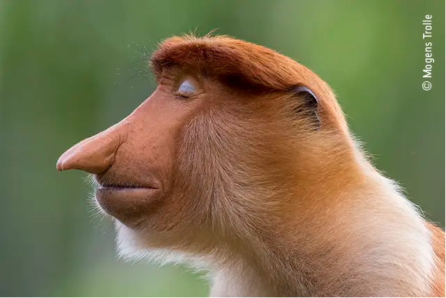 monkey.png