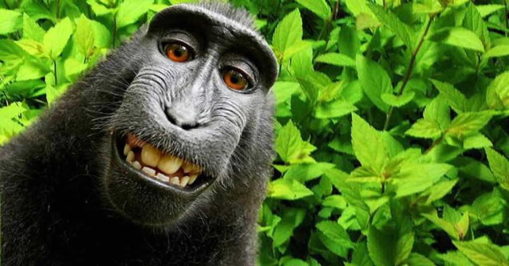 monkey-selfie1-1024x536.jpg