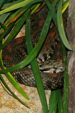 Montivipera raddei raddei.jpg