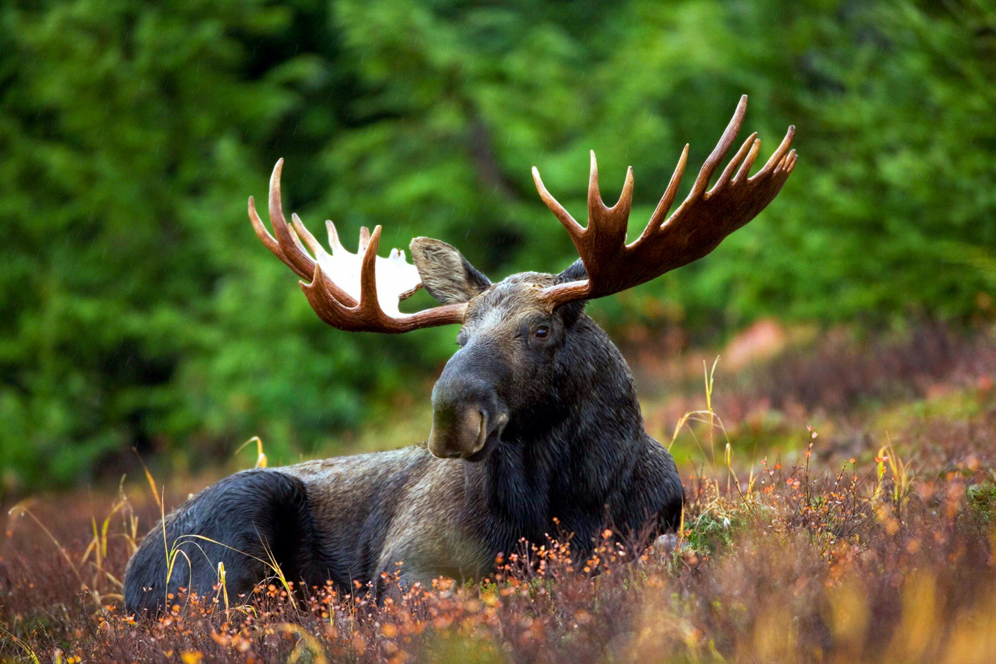 moose-70254.jpg
