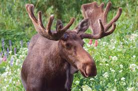 Moose or Elk.jpg
