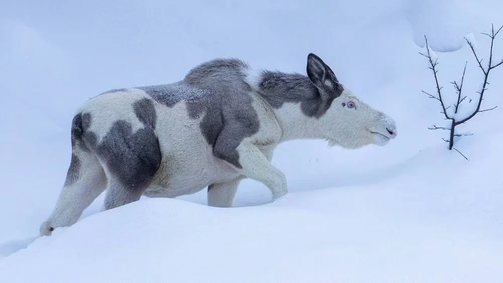 moose1.png