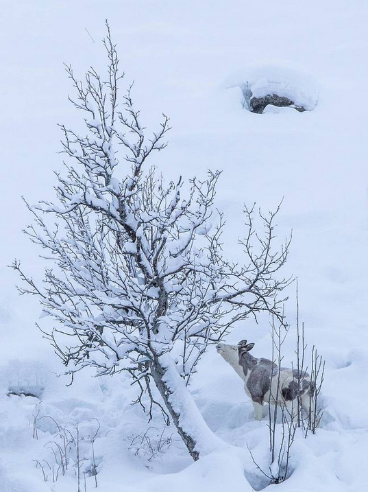 moose2.png