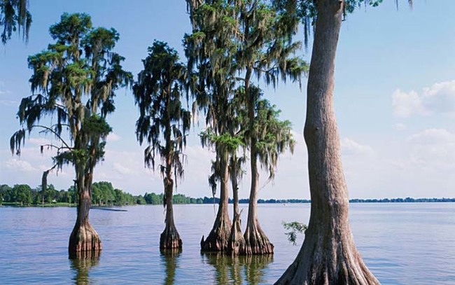 most-beautiful-trees-27.jpg