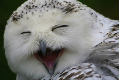 Most Funny Owls Are Laughing (9).jpg