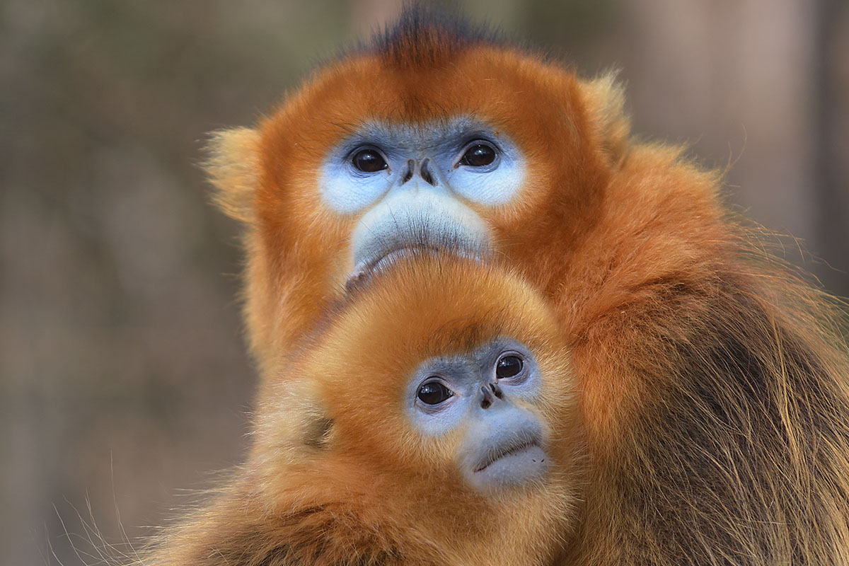mother-and-young-golden-snub-nosed-monkey.jpg