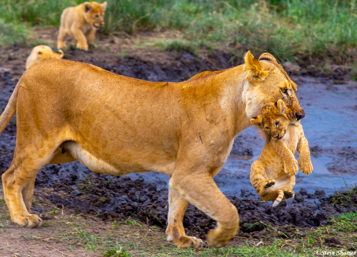 mother_lion_carrying_cub.jpg