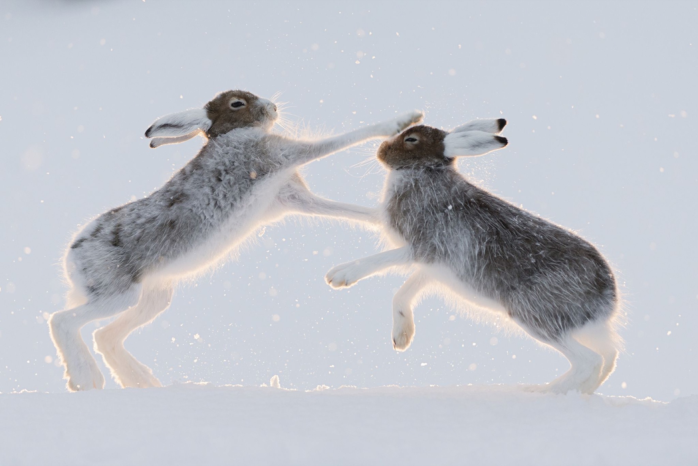 Mountain-hares-Lepus-timidus.jpg