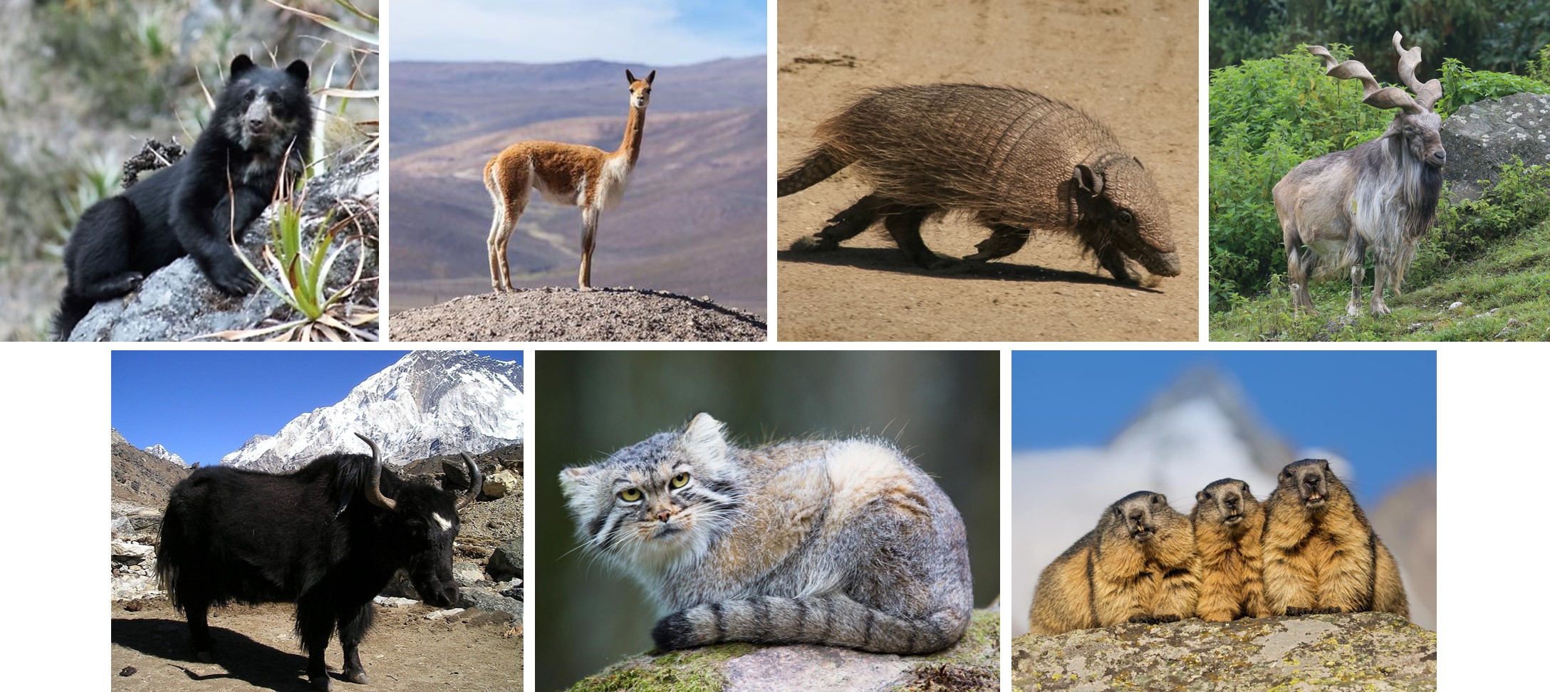 Mountain-Highlands Animal Pack.jpg