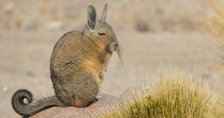 mountain-viscacha-1.jpg