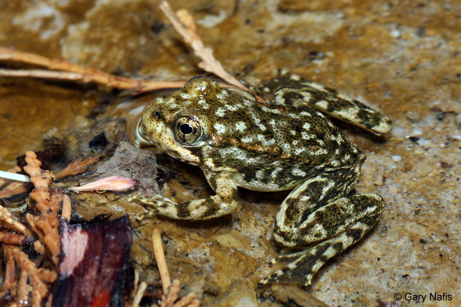 mountain yellow-legged frog.jpg