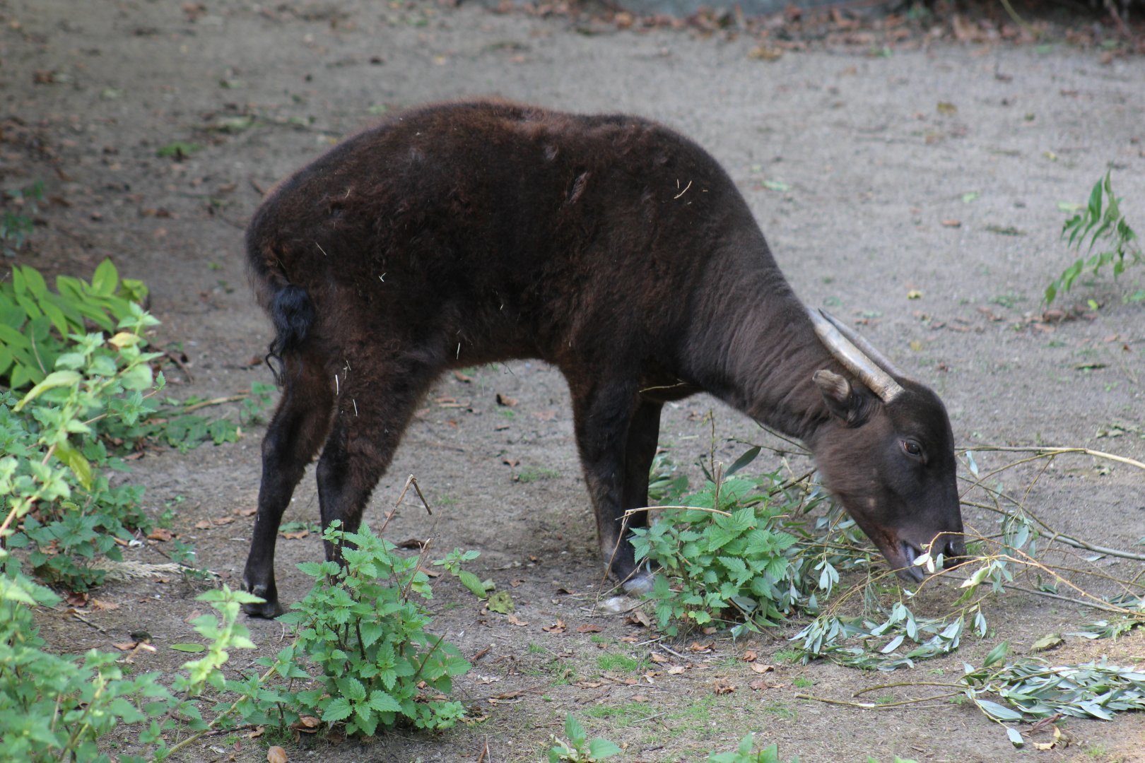 Mountain_Anoa_at_Krefeld_Zoo.jpg