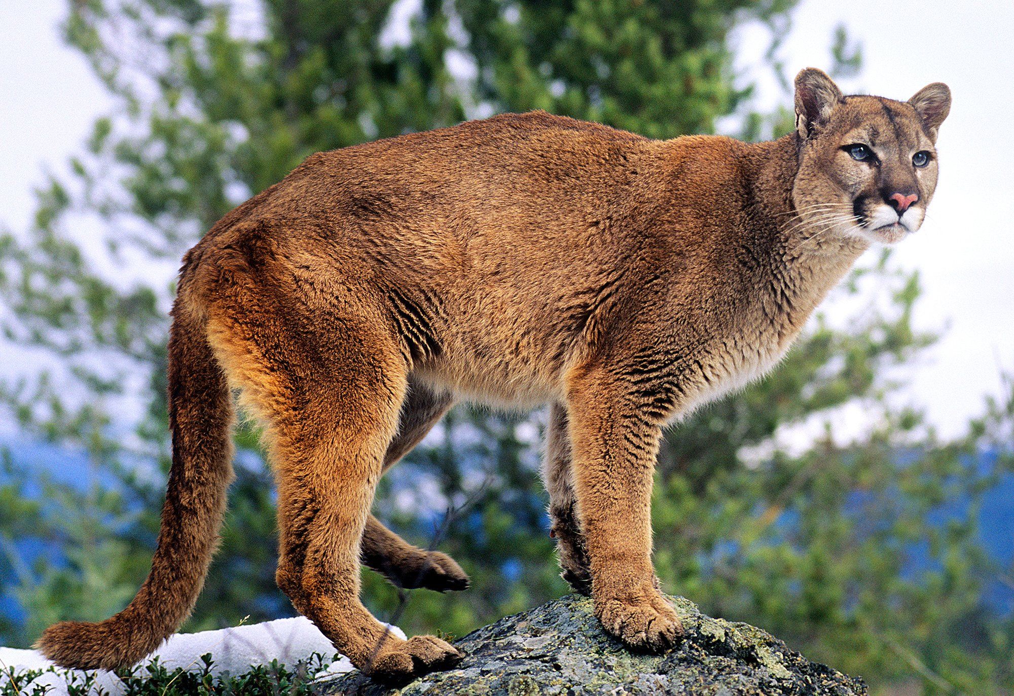 Mountian Lion.jpg