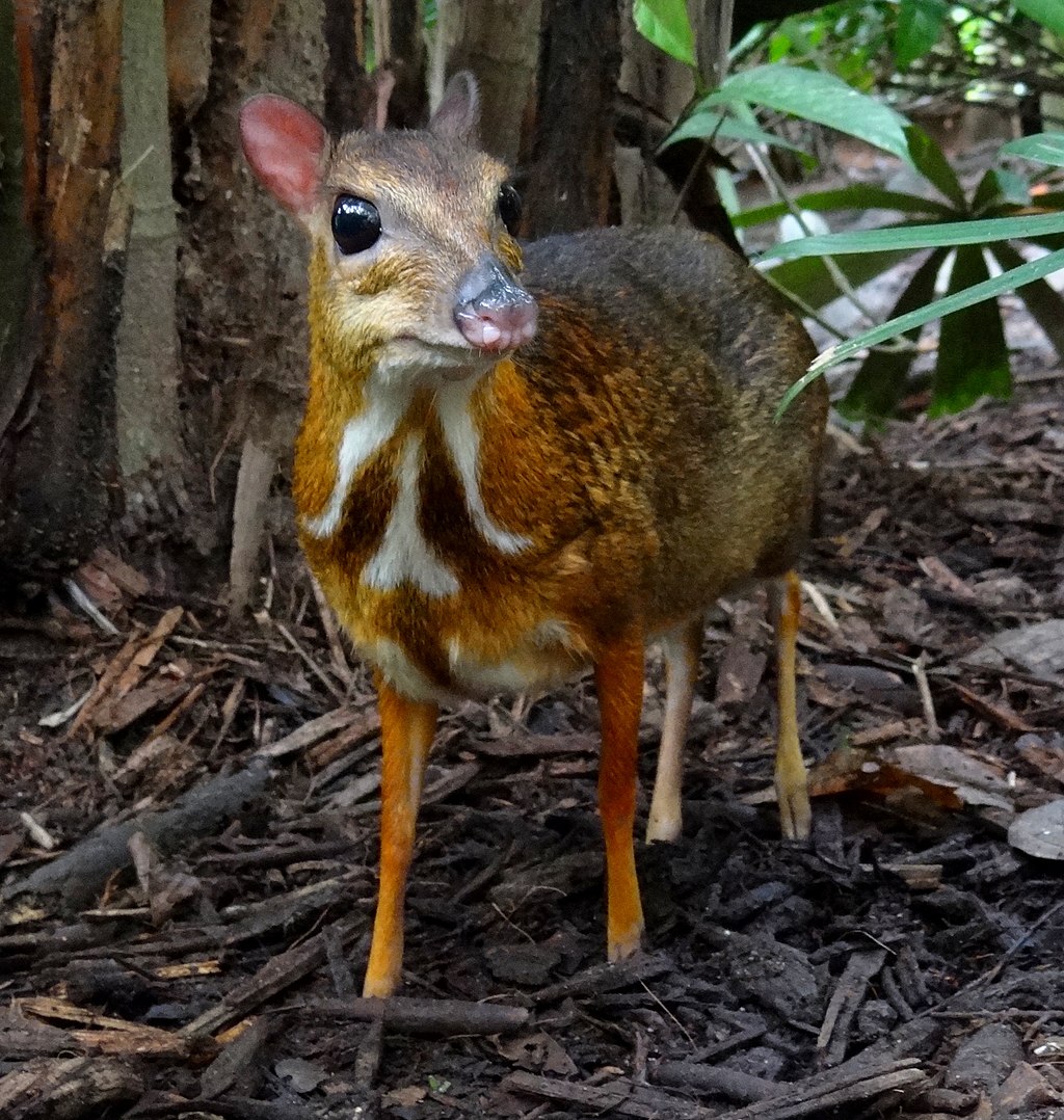 Mouse-deer_Singapore_Zoo_2012.JPG