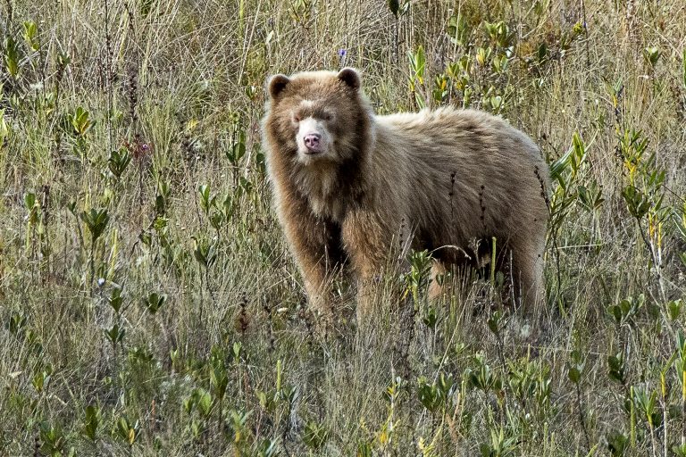 MTF_0409_golden_spectacled_bear_©michael_tweddle-768x512.jpg