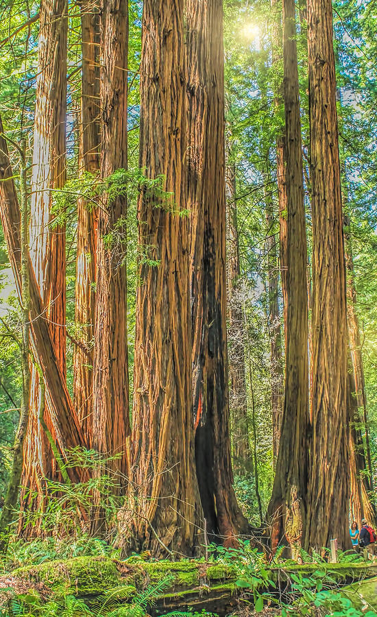 muir-woods-national-park-california-kinga-szymczyk.jpg