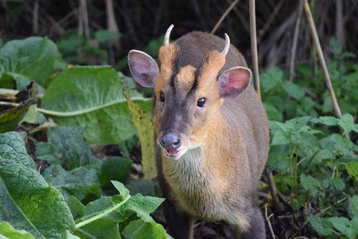 Muntjac-by-Klara-Ismail-2.jpg