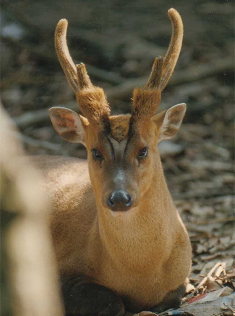 muntjac-vertical-768-copyright-Bill-robichaus.jpg