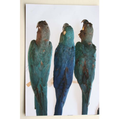 Museum specimens Tring 003.jpg