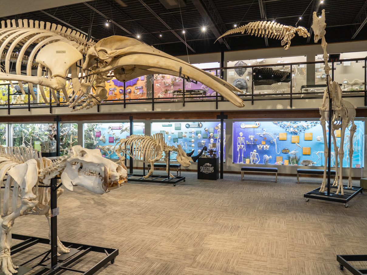 Museum_of_Osteology_Gallery.jpg