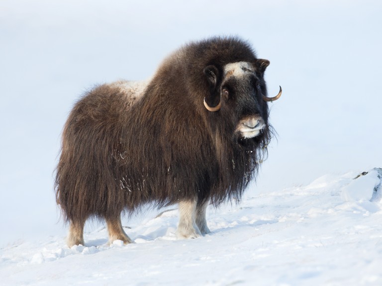 Musk-ox.-GettyImages-598701984-060971a.jpg