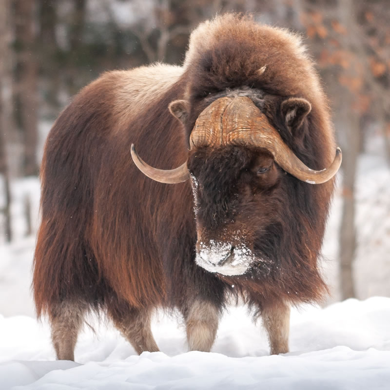 muskoxsmall.jpg