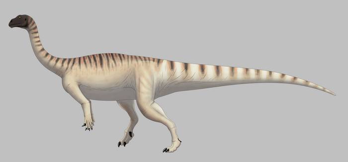 mussaurus_patagonicus_by_spinoinwonderland_ddnswa3-350t (1).jpg